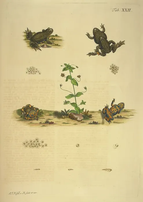 Framed Print : Illustrations of frogs and spawn Framed Print : Illustrations of frogs and spawn