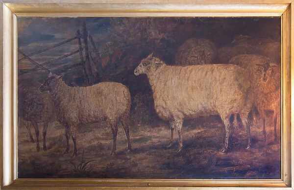 The Improvement of the South Down Breed of Sheep at Holkham in Norfolk