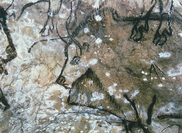 Injured Bull, rock painting, Magdalenian (cave painting)