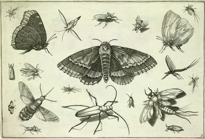 Framed Print : Insects. BL3276677 Insects; British Library, London, UK; (add.info. Framed Print : Insects. BL3276677 Insects; British Library, London, UK; (add.info.