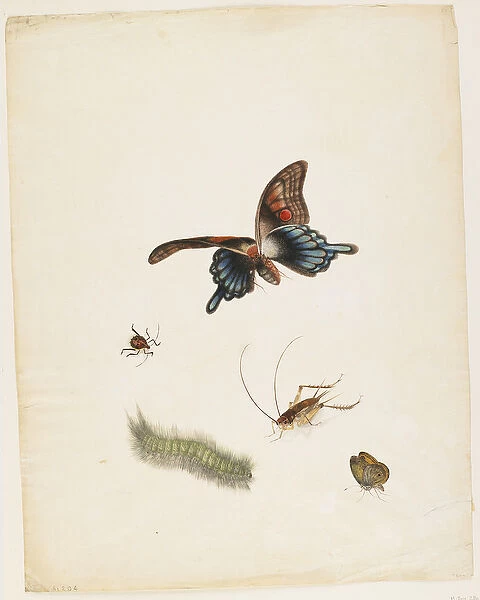 Insects, c. 1805 (black ink, w  /  c & graphite on paper)