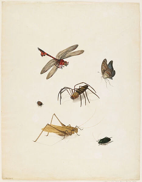 Insects, c. 1805 (ink, w  /  c & graphite on paper)