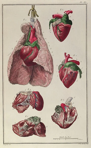 Internal organs of a horse, from Cours d Hippiatrique ou Traite Complet de la