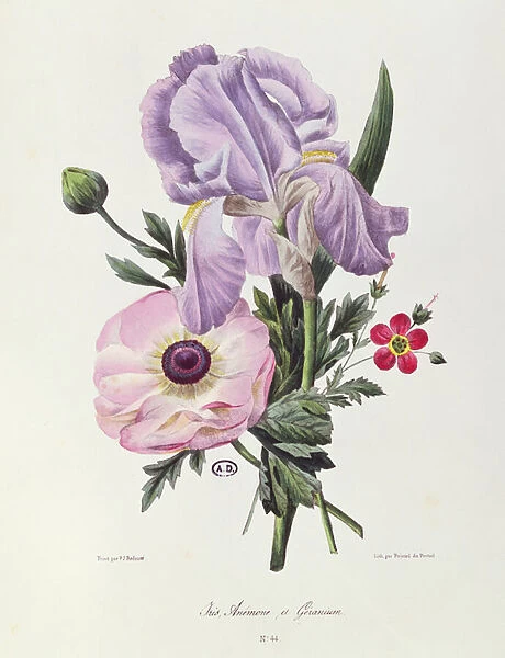 Iris, Anemone and Geranium, engraved by Pointel du Portail, c. 1830 (colour litho)