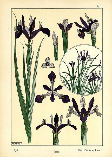 The Iris (colour litho)