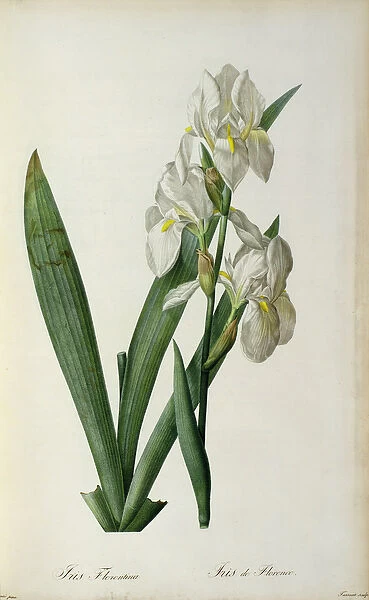 Iris Florentina, from Les Liliacees, 1805 (coloured engraving)