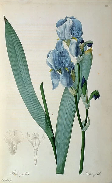 Iris Pallida, from Les Liliacees, 1805 (coloured engraving)
