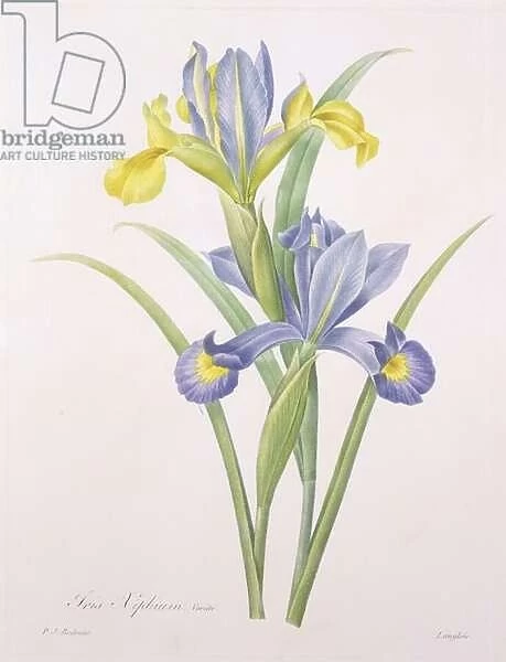 Iris xiphium, variety, engraved by Langlois, from Choix des Plus Belles Fleurs