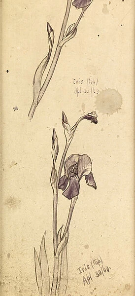 Irises, 1869 (pencil, pen, ink & wash on paper)