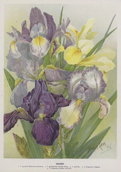 Irises (chromolitho)