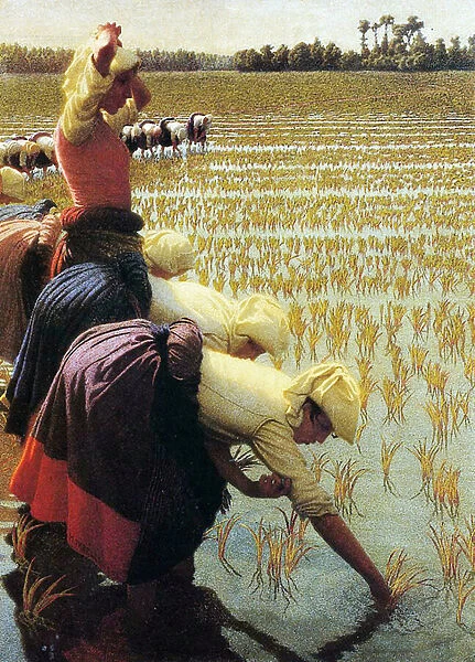 An Italian Rice Field, 1901 (oil on canvas)