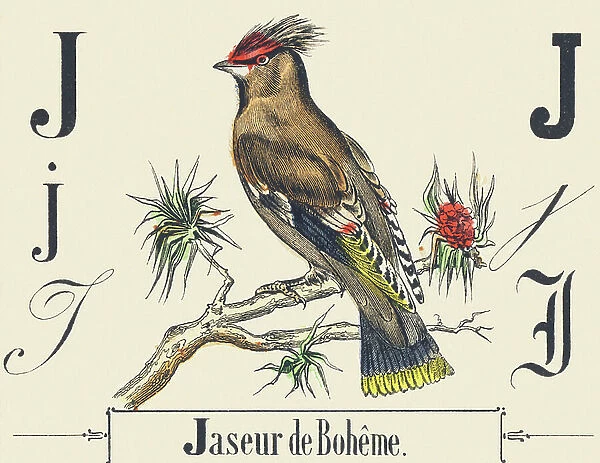 J: Bohemian Waxwing, c1880-1900 (illustration)
