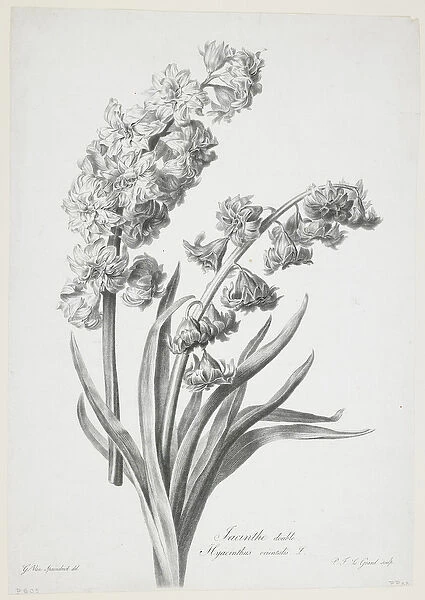 Jacinthe double, from Fleurs Dessinees d apres Nature, c. 1800 (stipple engraving)