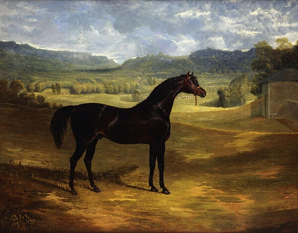 Jack Spigot, a Dark Bay Racehorse in a Paddock at Bolton Hall, 1824 (oil on canvas)