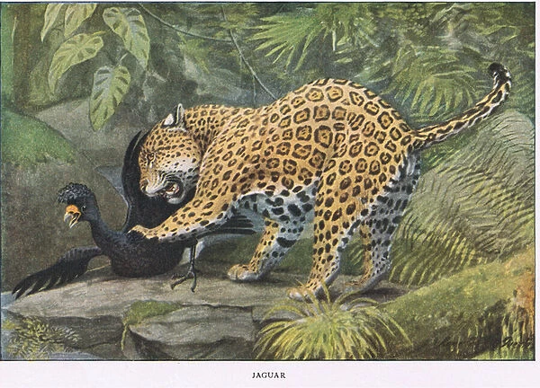 Jaguar (colour litho)