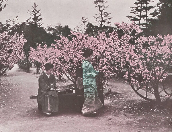 Japan: In a cherry orchard (coloured photo)