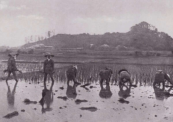 Japan: Rice Planting (b  /  w photo)