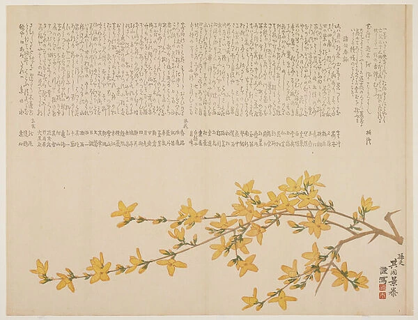 Japanese Yellow Rose, or Yamabuki, c. 1818-29 (colour woodblock print)