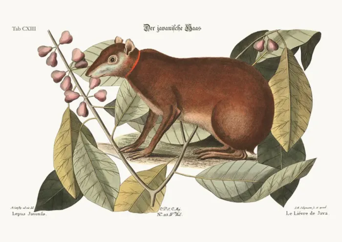 Framed Print : The Java Hare, 1749-73 (coloured engraving) Framed Print : The Java Hare, 1749-73 (coloured engraving)