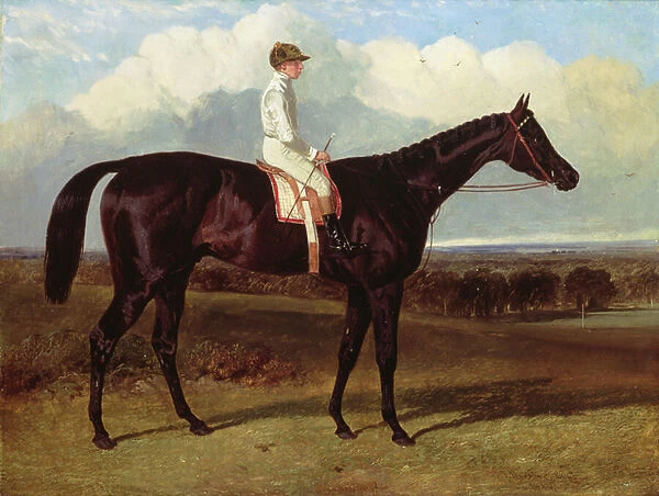 Jonathan Wild a Dark Bay Race Horse, at Goodwood, T