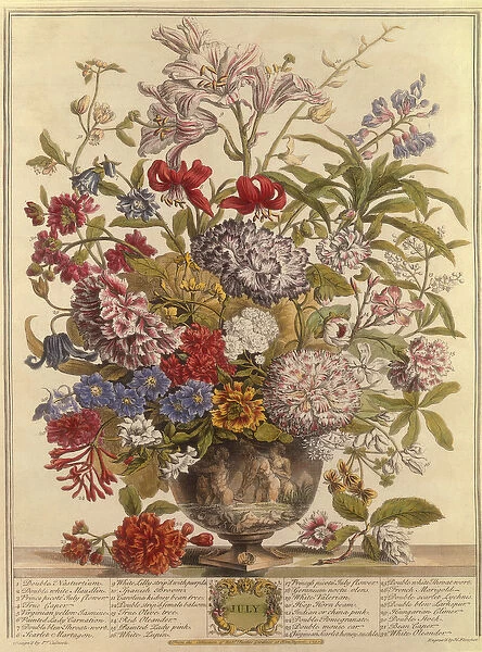 July, from Twelve Months of Flowers by Robert Furber (c