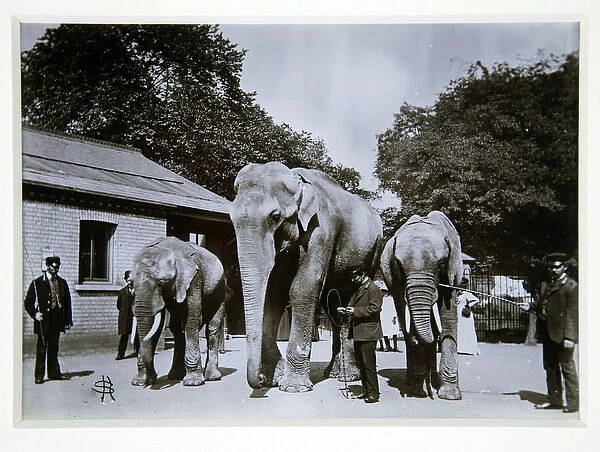 Jumbo the Elephant at London Zoo, 1870s (b  /  w photo)