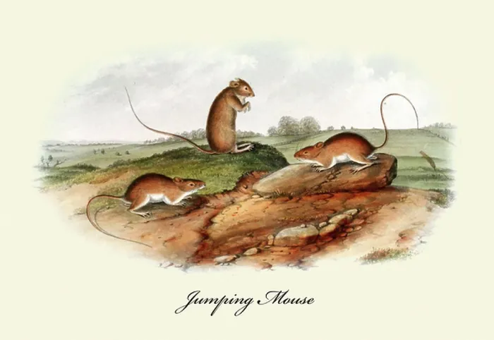 Framed Print : Jumping Mouse
