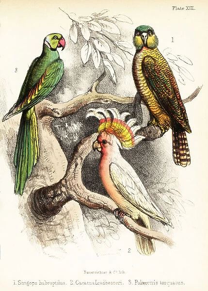 Kakapo, Major Mitchells cockatoo and Alexandrine parakeet. 1855 (lithograph)