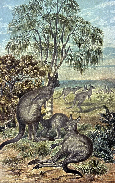 Kangaroos, 1884 (illustration)