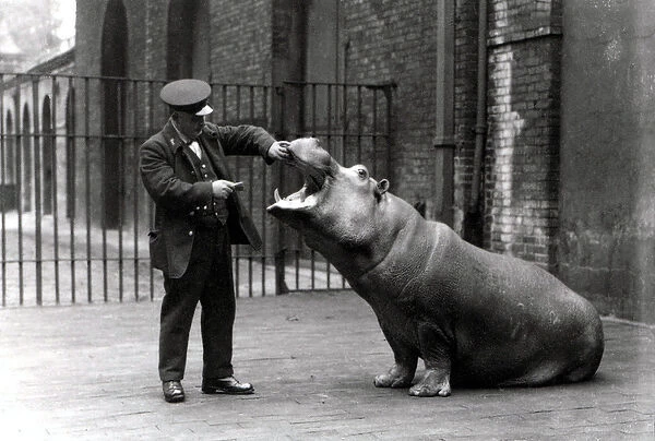A keeper, Ernie Bowman, and Bobbie the hippopotamus at London Zoo, 1923 (b  /  w photo)