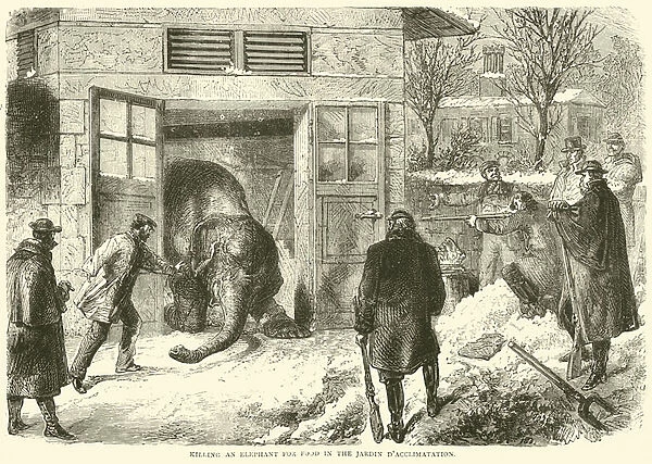 Killing an elephant for food in the Jardin d Acclimatation, November 1870 (engraving)
