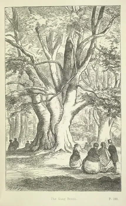 Framed Print : The King Beech
