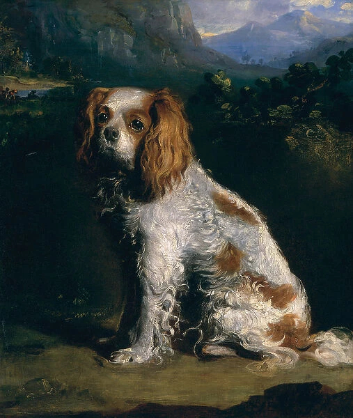 A King Charles Spaniel (oil on canvas)