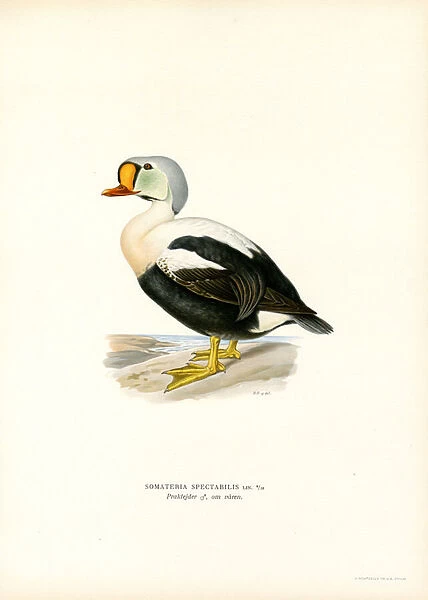 King Duck (colour litho)