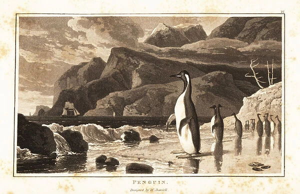 King penguins on a beach, Southern Hemisphere. 1807 (aquatint)