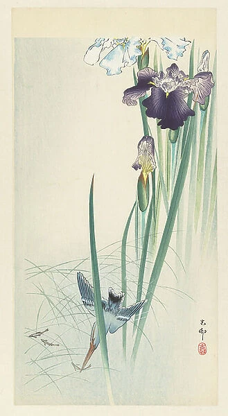 Kingfisher and Irises, 1900-30 (colour woodcut)
