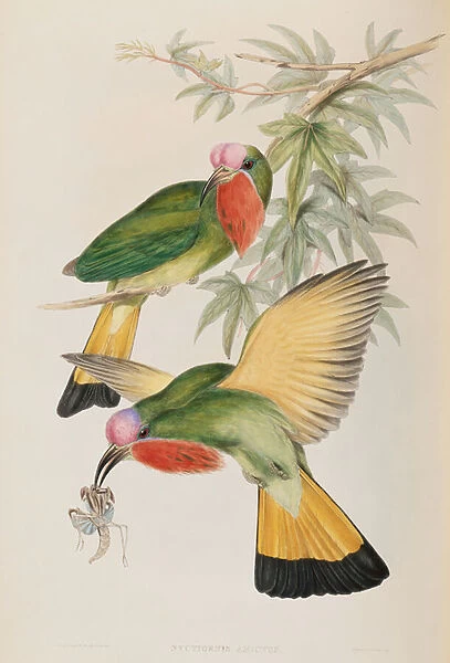 Kingfisher (Nyctiornis Amictus) from Birds of Asia, 1850 (colour litho)