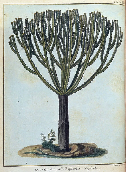 Kol-quall (Kol quall), euphorbia (cactus) - in '