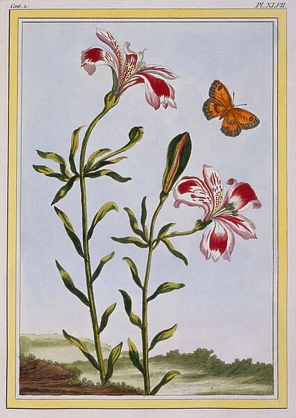 La Fleur Tachete des Incas (Peruvian Lily), c. 1766 (hand-coloured engraving)