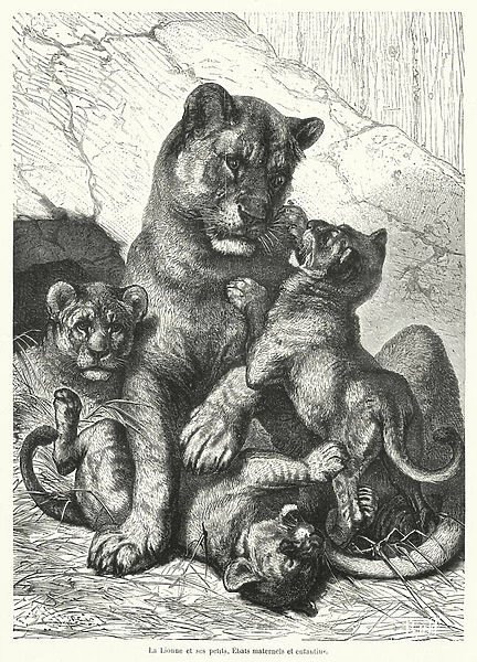 La Lionne et ses petits (engraving)