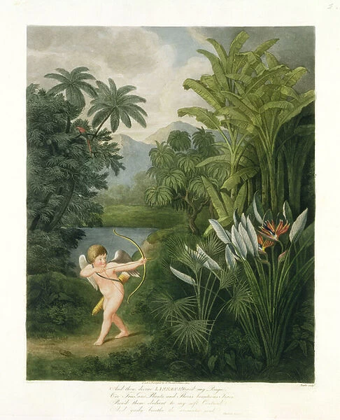 Landscape with Cupid aiming an arrow at a Parrot or Queen Flower