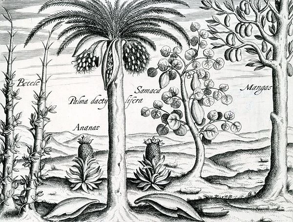 Landscape, Illustration from India Orientalis, 1598 (engraving)