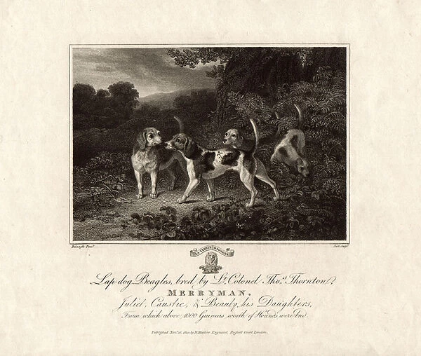 Lap dog Beagles bred by Lt. Colonel Tos. Thornton, MERRYMAN, Juliet, Caustic, & Beauty, his daughters, 1803 (engraving)