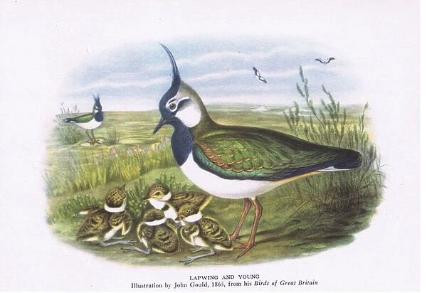 Lapwing and young, Nature in Britain published by Collins, 1946 (colour litho)