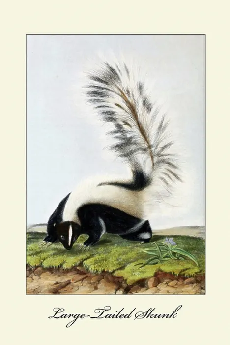 Framed Print : Large-Tailed Skunk