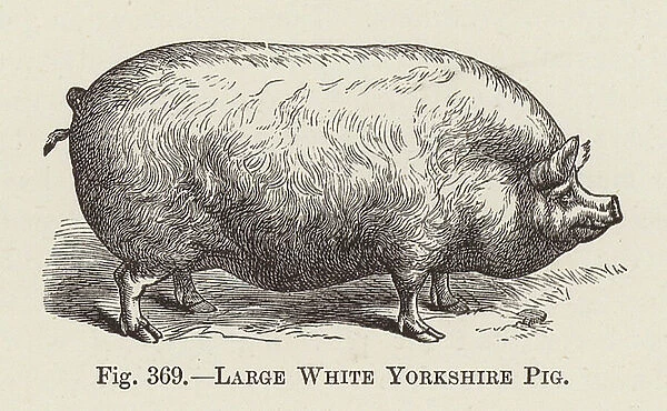 Large White Yorkshire Pig (engraving)