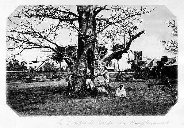 Le baobab du jardin des grapefruit, Ile Maurice - in 'Souvenir de l