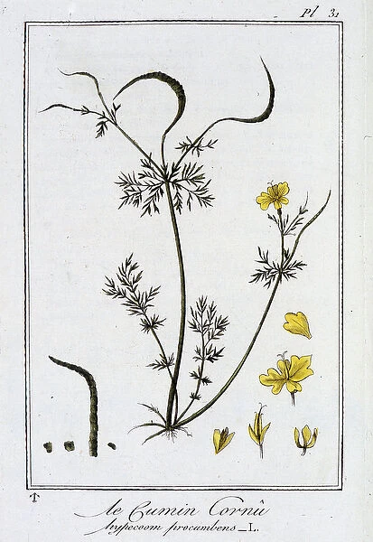 Le Cumin Cornu (Hypecoom procumbens) - in 'Exercises de botany a l
