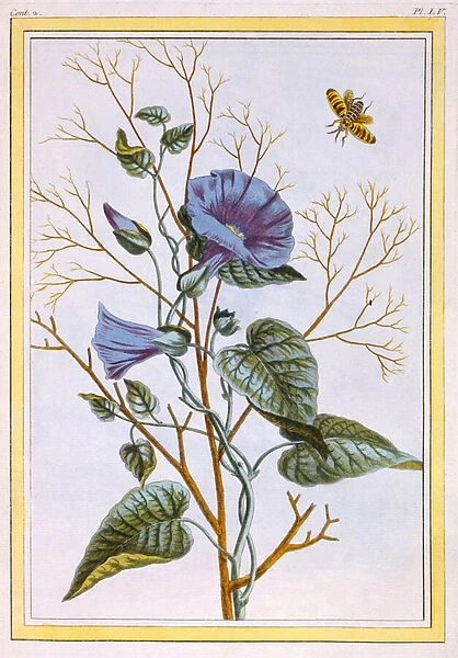 Le Grand Liseron Violet (Convovlus), c. 1776 (hand-coloured engraving)