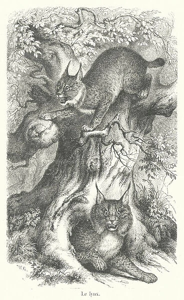 Le lynx (engraving)
